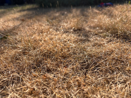 Bez pravidelného zavlažování se trávníky na mnoha místech regionu změnily ve vyprahlé plochy. Jejich majitelé mají alespoň méně práce se sečením. foto: -mb-