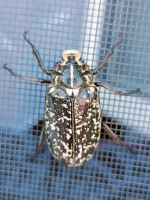 26f8918b-vzacny-host-na-okne-1.jpeg