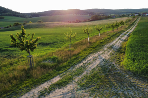 Vedrovice