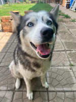 Sibiřská husky Luna.