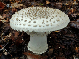 7ab8ac45-raritni-muchomurku-2.jpeg