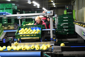 Pro dodávky na trh je nutné třídění ovoce, kde se oddělují vadné kusy a jablka se třídí podle velikosti.