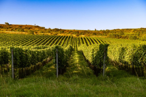 89d09546-znovin-vinicni-trat-podhori-2.jpeg