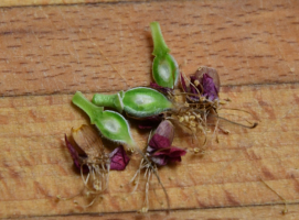 Pokud chceme zjistit, jak se meruňky vyrovnaly s nepřízní počasí, uděláme následující: Utrhneme dokvétající květ a rozřízneme jej. Pokud je mrňavá meruňka zelená, je vše v pořádku. Je-li zhnědlá až zčernalá, pak máme smůlu.