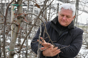 Ředitel Pomony Těšetice kontroluje stav letorostů jabloní.