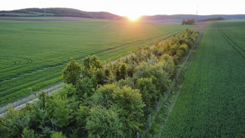 Vedrovice