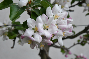 Kvetoucí jabloně by již neměl mráz poškodit.