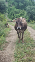 Při cestách budete míjet i krávy, které se spokojeně a svobodně pasou.
