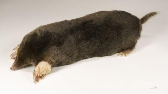 Znojmo ožije alternativou i country-rockem. Na Věčnosti zahrají Krtec a Kowboj