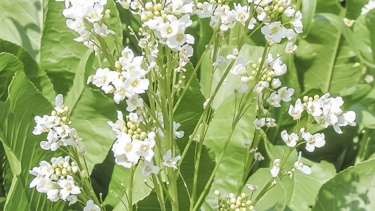 Divoký zelinář – Křen selský