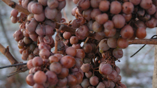 Poslední hrozny sklizeny