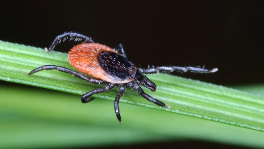 Pozor na pijáky v parcích