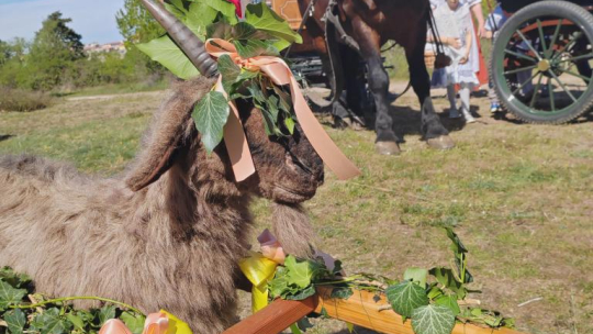 Kozel, víno a cimbál, Spolek přátel Hroznové koza pokračuje v jarním rituálu