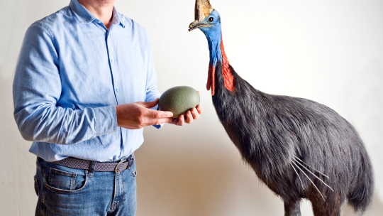 Jsou si vejce opravdu „jako vejce vejci“? Výstava muzea ukáže opak