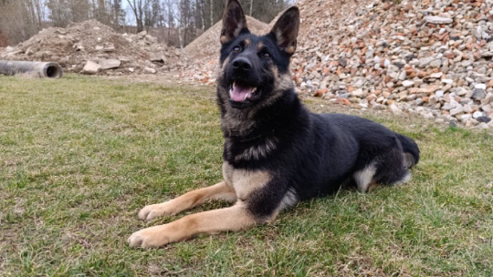 Městská policie Znojmo přivítá novou čtyřnohou kolegyni
