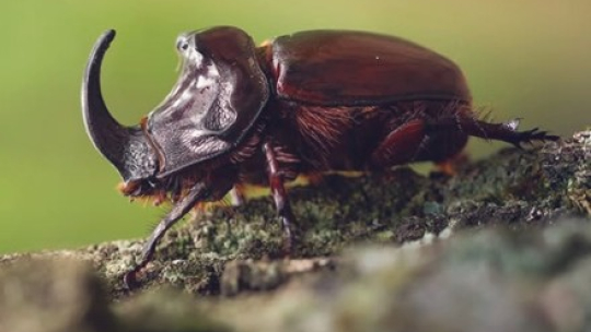 Nosorožík kapucínek (Oryctes nasicornis)