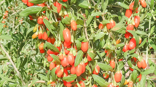 Divoký zelinář - Kustovnice cizí