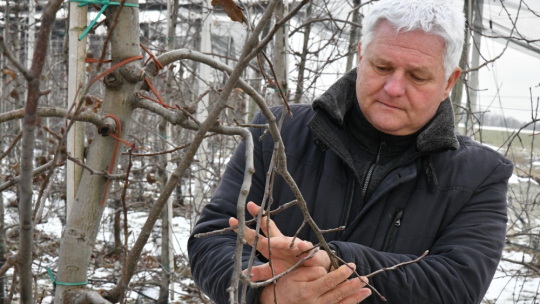 Pro ovocnáře je zima příznivá (zatím)