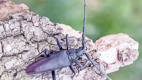 Fascinující setkání se zdejšími tvory lezoucími i létajícími - Tesařík obrovský