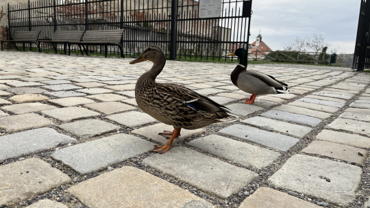 Kachny ve Znojmě hledaly slíbenou kašnu. Zatím našly jen dlažbu