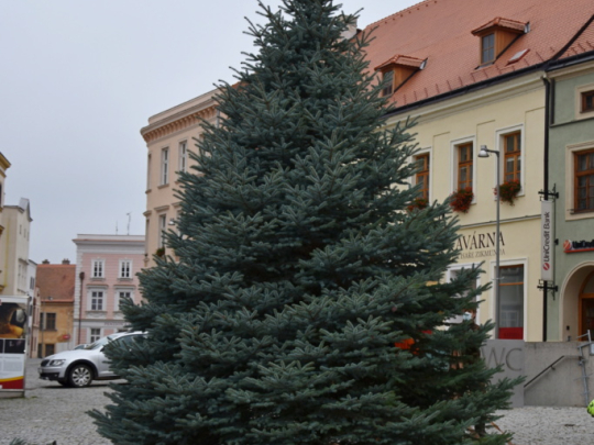 Vánoční stromy už zdobí náměstí ve Znojmě