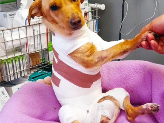 Když pláčou i veterináři