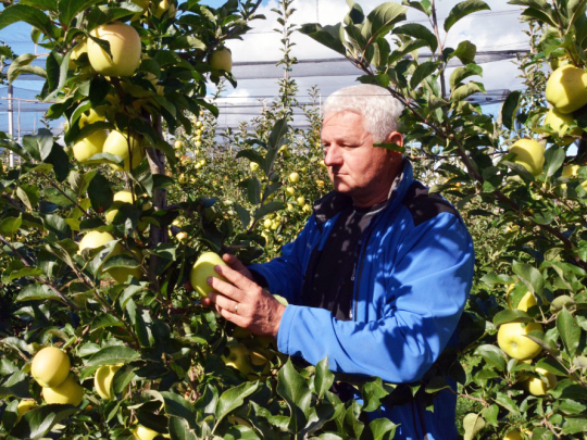 Česká jablka mají vysokou kvalitu jak nutriční, tak vzhledovou