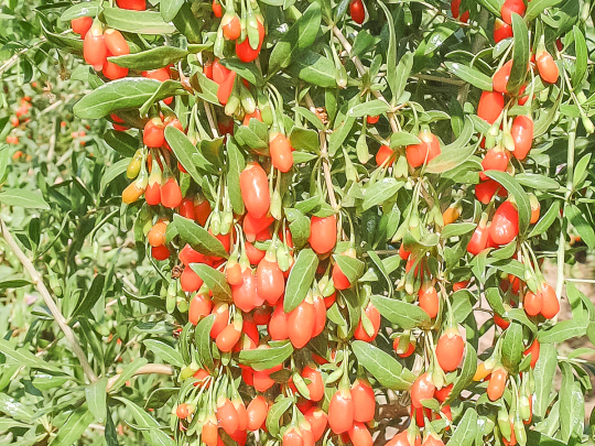 Divoký zelinář - Kustovnice cizí