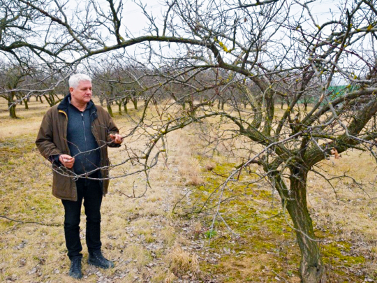 Kdy uzraje tuzemské ovoce pro český trh?