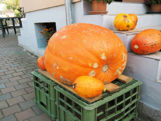 Šedesátikilogramová dýně není jen pro Halloween