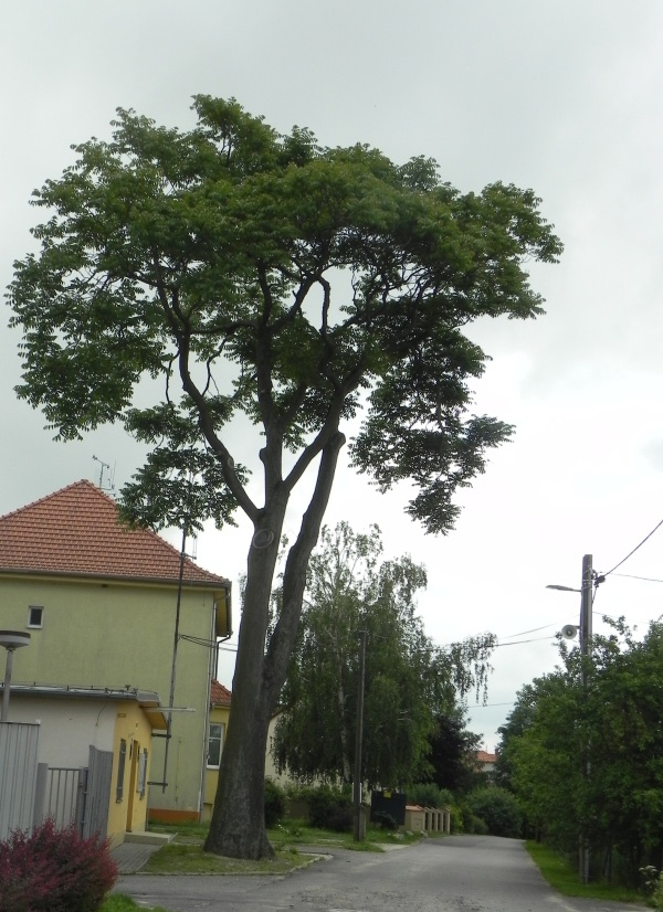 pajasan